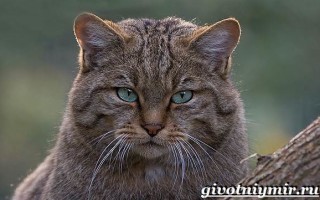 Кавказская лесная кошка приручаем дикого зверя