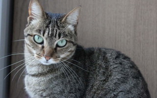 Лейкоз у кошек: симптомы, лечение, профилактика
