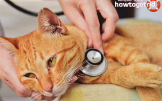 Простуда у кошек и котов симптомы и лечение