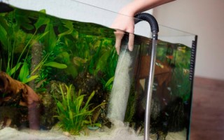 Как почистить грунт в аквариуме – Вопросы