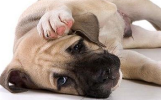 Что означает твердый живот у собаки?
