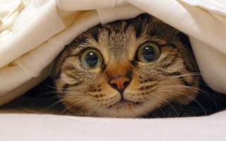 Почему кошка гадит на кровать: причины и методы борьбы с дурными наклонностями, что делать, чтобы кот не писал на мебель