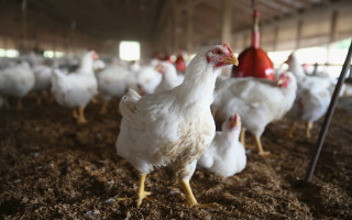 Чем лечить цыплят бройлеров: судороги у цыплят