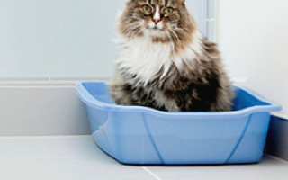 Наполнители для кошачьих туалетов как выбрать самый лучший