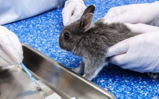 Болезни кроликов – симптомы и лечение