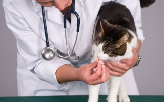 Как лечить круглые гельминты у кошек