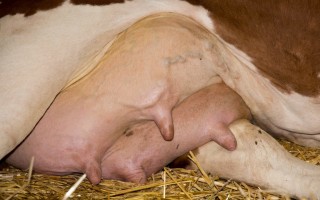 Гнойно-катаральный мастит у коров — Центр женского здоровья