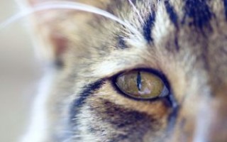 Как закапать глазные капли кошке