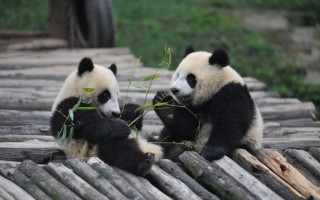 Панда (бамбуковый медведь): ареал обитания, основные виды и рацион питания (видео   фото)