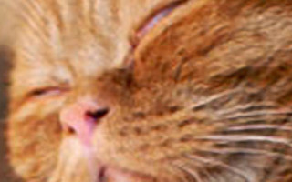 Почему храпит во сне кошка: тревожный или нормальный симптом? Почему кошка храпит во сне и что это значит Мой кот храпит во сне.