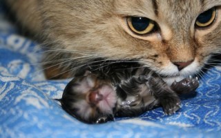 Почему рождаются мертвые котята или причины выкидыша у кошки