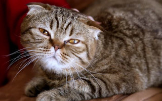 Стресс у кошки: причины, симптомы и меры борьбы
