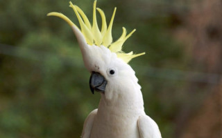 Попугай Какаду – описание и отзывы
