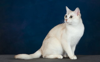 Кошка породы бурмилла: 100 фото и видео описание неприхотливой в уходе кошки