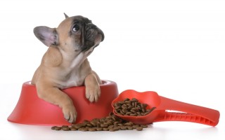 Сколько раз в день кормить французского бульдога: как правильно кормить щенка, каким кормом, чем можно и нельзя