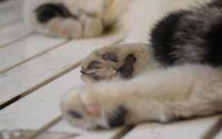 Отек тела у кошки причины и лечение