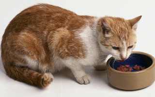 Чем кормить беременную шотландскую кошку? Чем кормить беременную кошку британскую