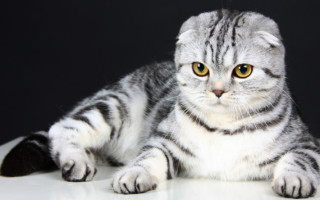 Шотландская вислоухая порода кошек особенности и разновидности окраса