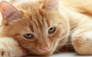Холангит  – воспаление желчных протоков у кошек