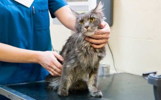 Воспаление параанальных желез у кошки как распознать и вылечить