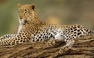 Почему леопард занесен в Красную Книгу