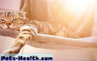 Тепловой удар у кошек: симптомы, лечение и профилактика – Здоровье кошек