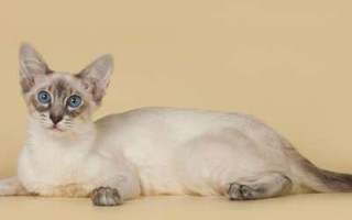 Балийская кошка – история породы, уход и содержание балийской кошки