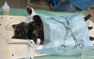 Стерилизация кошек через боковой разрез