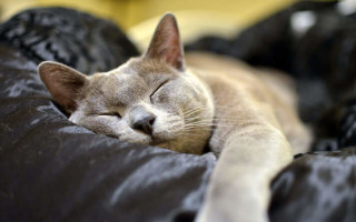 Сколько в среднем живут коты и кошки в домашних условиях