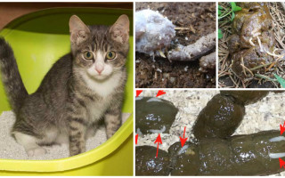 Белые червячки в кале у кошки причины и способы лечения