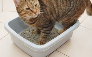 Как самостоятельно приучить взрослую кошку к туалету — Советы по содержанию кошек