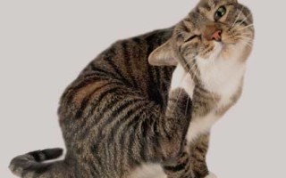 Что делать если кошка расчсывает шею до крови
