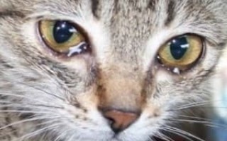 Почему у котят слезятся глазки