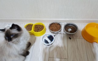 Почему кот много ест и не наедается