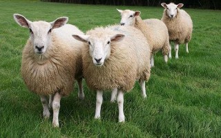 Стойловое содержание овец технология особенности