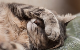 Понос у кошки  что делать и как лечить в домашних условиях