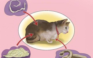 Как узнать есть ли у кошки глисты