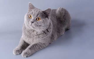 Картезианская кошка кошка породы Шартрез