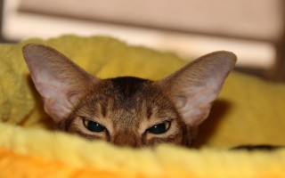 Почему кошка писает на кровать: причины и методы отучения