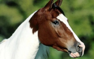 Красивые клички лошадей как назвать лошадь