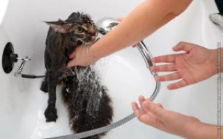 Как мыть кошку советы для пушистых грязнуль