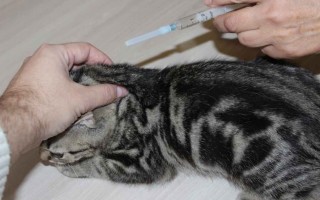 Вакцинация против бешенства собак и кошек: периодичность, лучшие вакцины, особенности процедуры