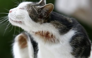 Чесоточный клещ у кошек: лечение дома. Чем лечить чесоточный клещ у кошек?