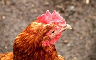 Почему цыплята чихают