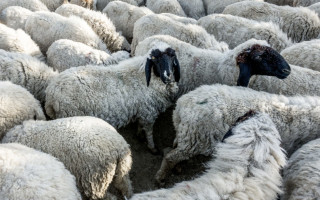 Разведение овец как бизнес: особенности и специфика – Cельхозпортал