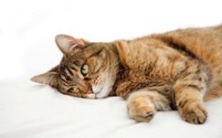 Папаверин для кошек и собак доза в уколах дозировка в таблетках инструкция по применению папаверина в ветеринарии