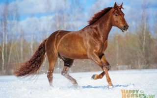 Буденновская лошадь характеристики и особенности породы