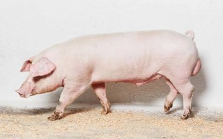 Ландрас – порода свиней основные характеристики