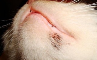 Как лечить акне у кошки на подбородке