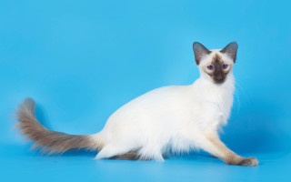 Балинезийская кошка: фото, цены, описание породы, характер, видео